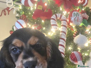 Cocker Spaniel dogs Working Cocker Spaniel Puppies - Advert 19