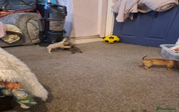 Mixed Breed dogs for sale: Frenchie x chihuahua puppies  - Image 4