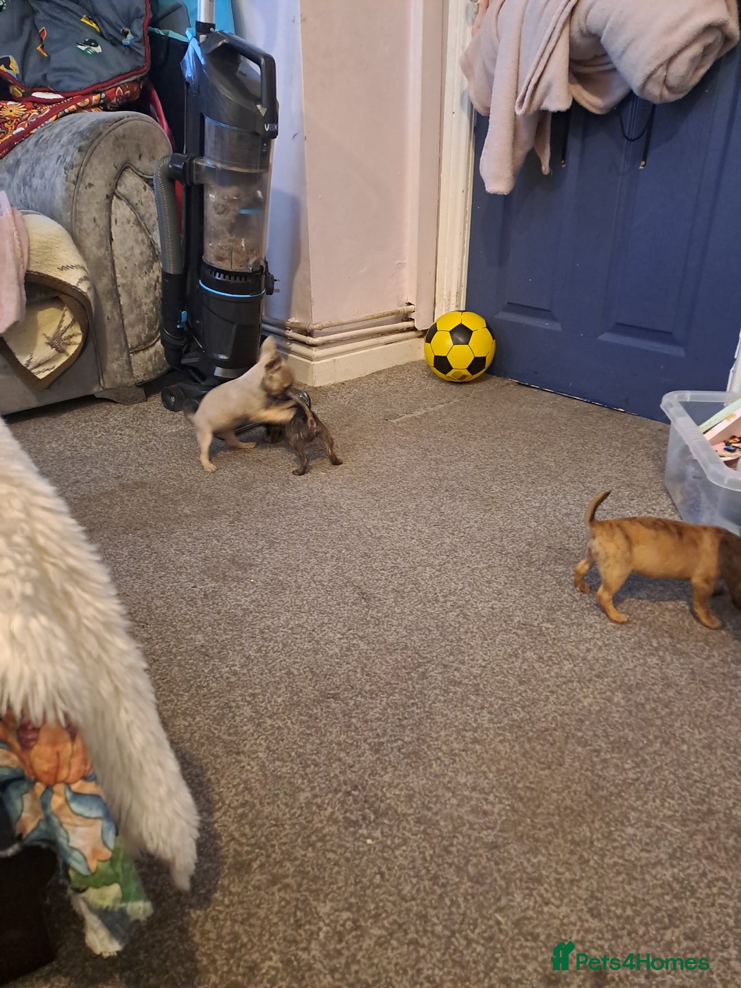 Mixed Breed dogs for sale: Frenchie x chihuahua puppies  - Image 4