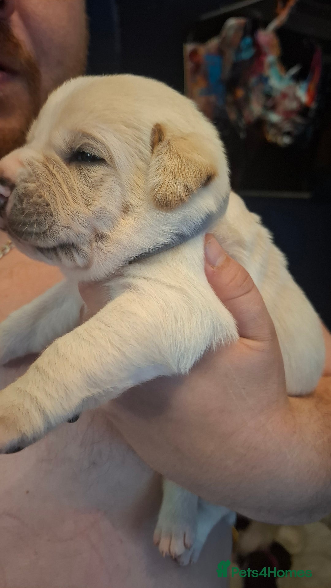 Mixed Breed dogs for sale: Canecorxer cross golden retriever  - Image 2