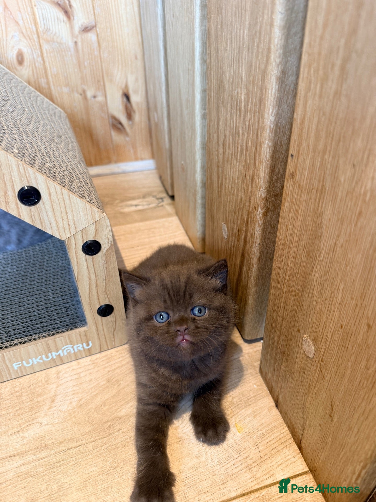 British Shorthair cats 🐾 British shorthair kitten for sale 🐾 - Advert 2
