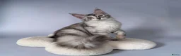 Maine Coon cats for sale: 🌟🌟Jadore  – Beautiful Girl Maine Coon 🌟🌟 - Advert 3