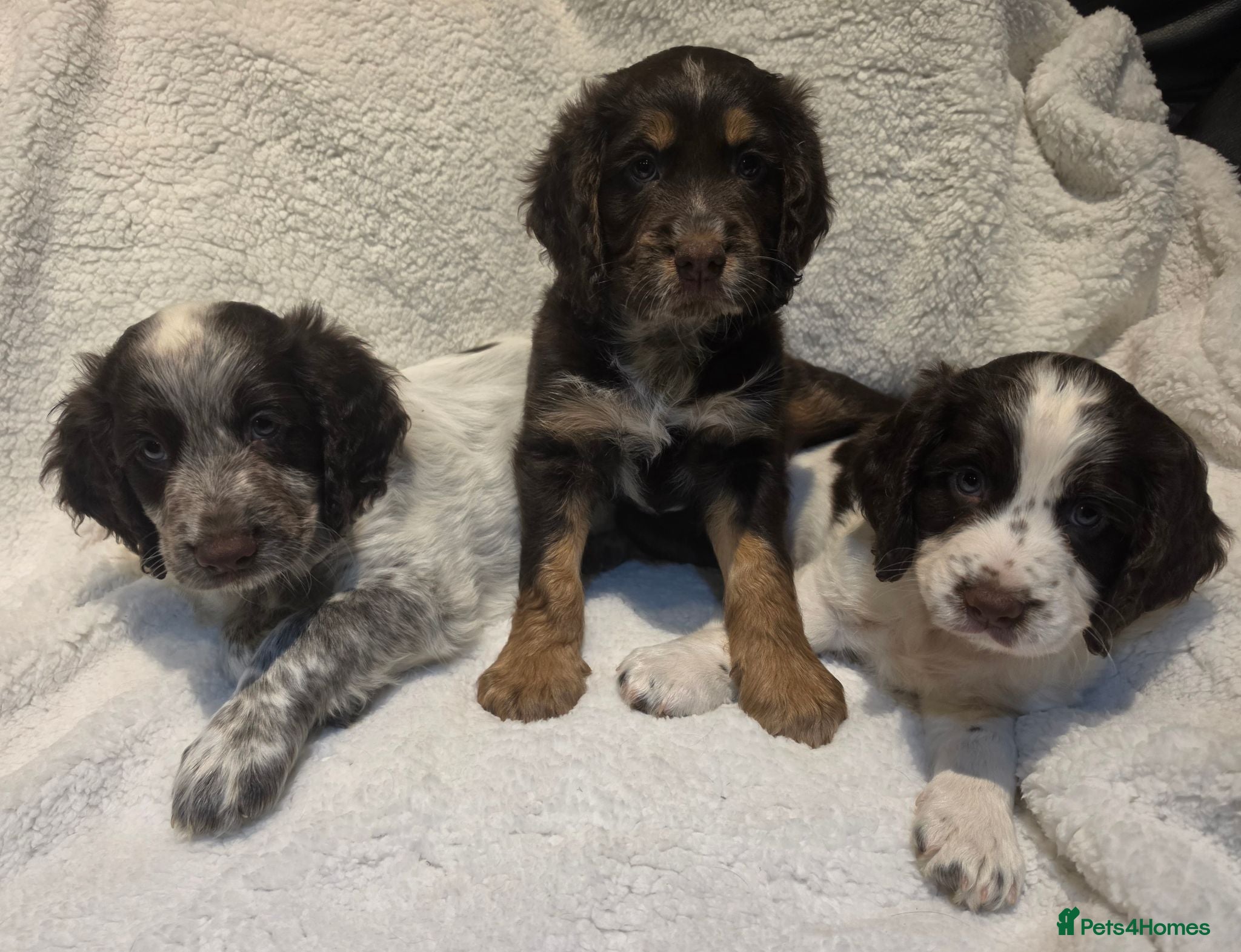Cocker Spaniel dogs Stunning kc registered working cocker spaniels - Advert 15