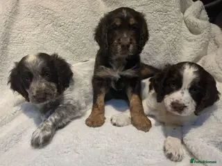 Cocker Spaniel dogs Stunning kc registered working cocker spaniels - Advert 15
