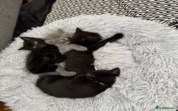 British Shorthair cats for sale: 🐾✨ 4 Tiny Superstars ✨🐾 - Image 3