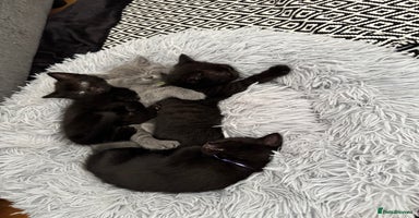 British Shorthair cats - Advert 4