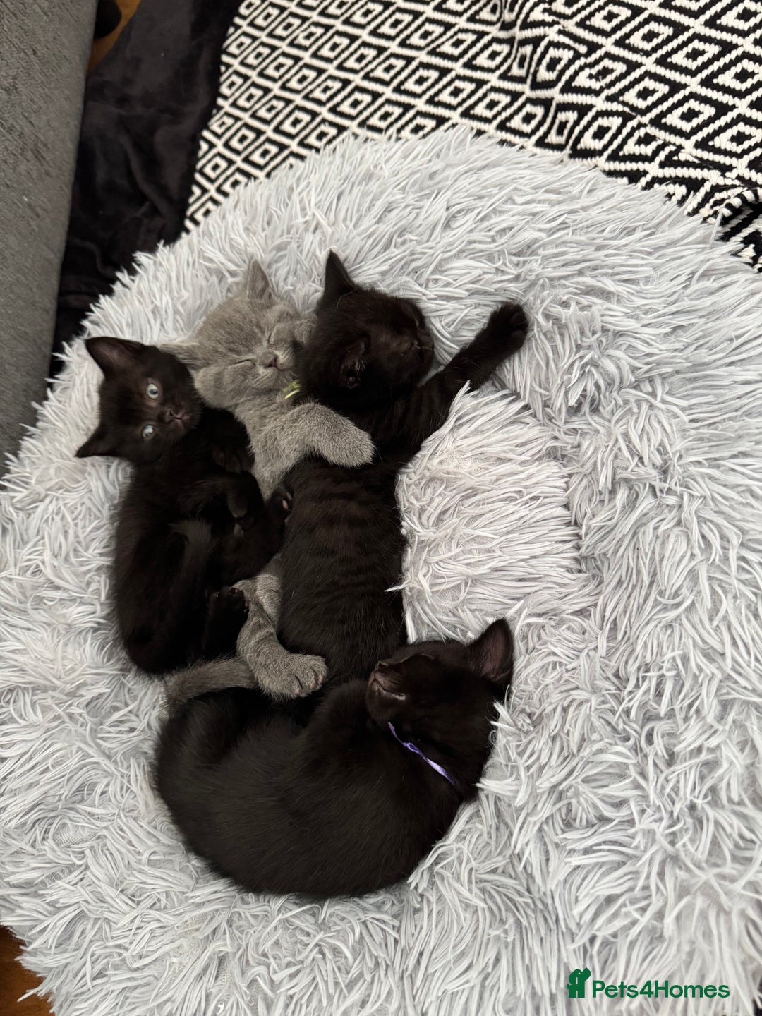 British Shorthair cats for sale: 🐾✨ 4 Tiny Superstars ✨🐾 - Image 3