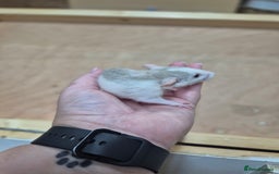 Rat rodents for sale: Male rats available - Image 12