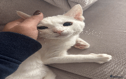 Turkish Angora cats for sale: 12 weeks old white cat - Image 1