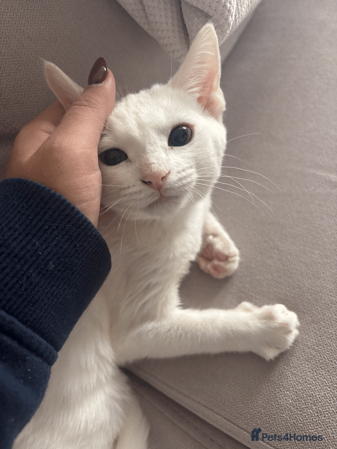 Turkish Angora cats for sale: 12 weeks old white cat - Image 1