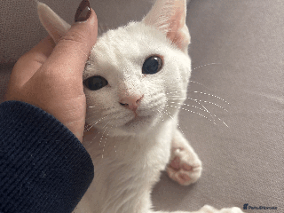 Turkish Angora cats - Advert 21