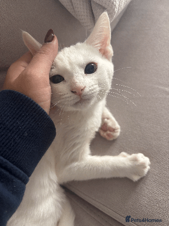 Turkish Angora cats - Advert 1