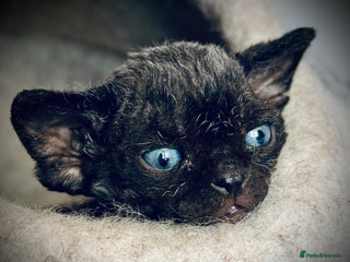 Devon Rex cats Devon Rex Kittens –GCCF Last kitten available BOY - Advert 12