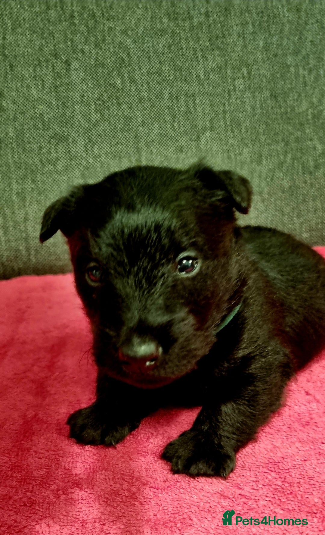 Scottish Terrier dogs for sale: puppies for sale - Advert 7