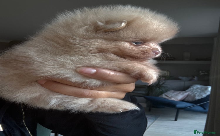 Pomeranian dogs - Advert 10
