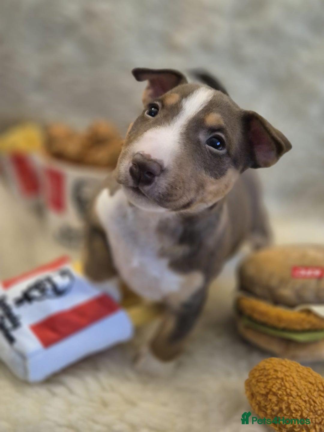 Miniature Bull terrier dogs for sale: 🐾 Exclusive Miniature Bull Terrier Puppies🐾  - Advert 31