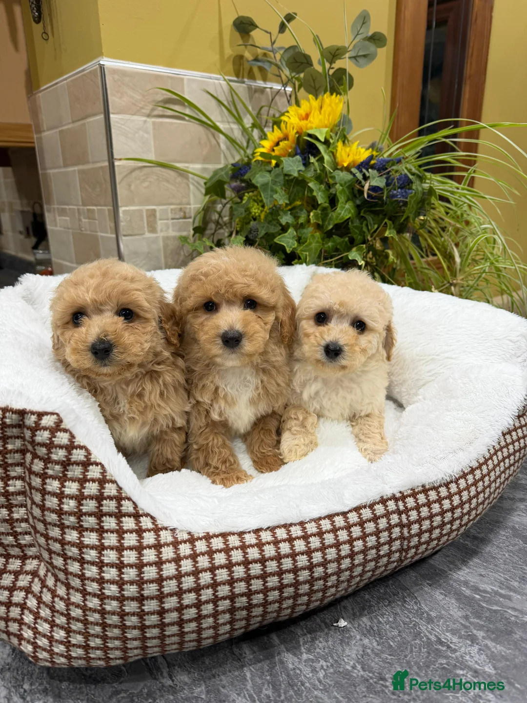 Poochon dogs for sale: Poochon Puppies - Advert 4