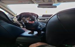 Miniature Dachshund dogs for sale: Miniature dashhound short hair - Image 1