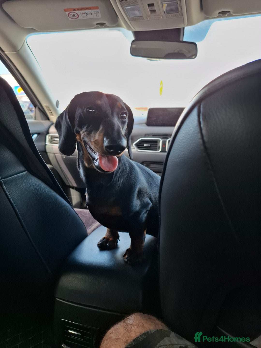 Miniature Dachshund dogs for sale: Miniature dashhound short hair - Image 1