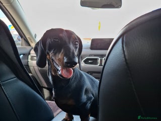 Miniature Dachshund dogs - Advert 1