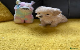 Maltipoo dogs for sale: Tiny Maltipoo Puppies - Image 28