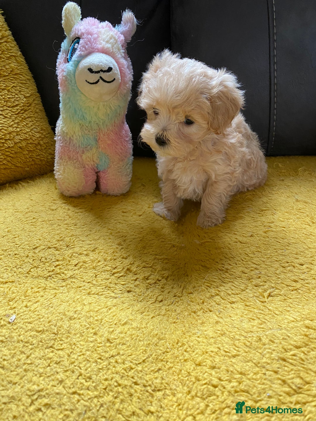 Maltipoo dogs for sale: Tiny Maltipoo Puppies - Image 28