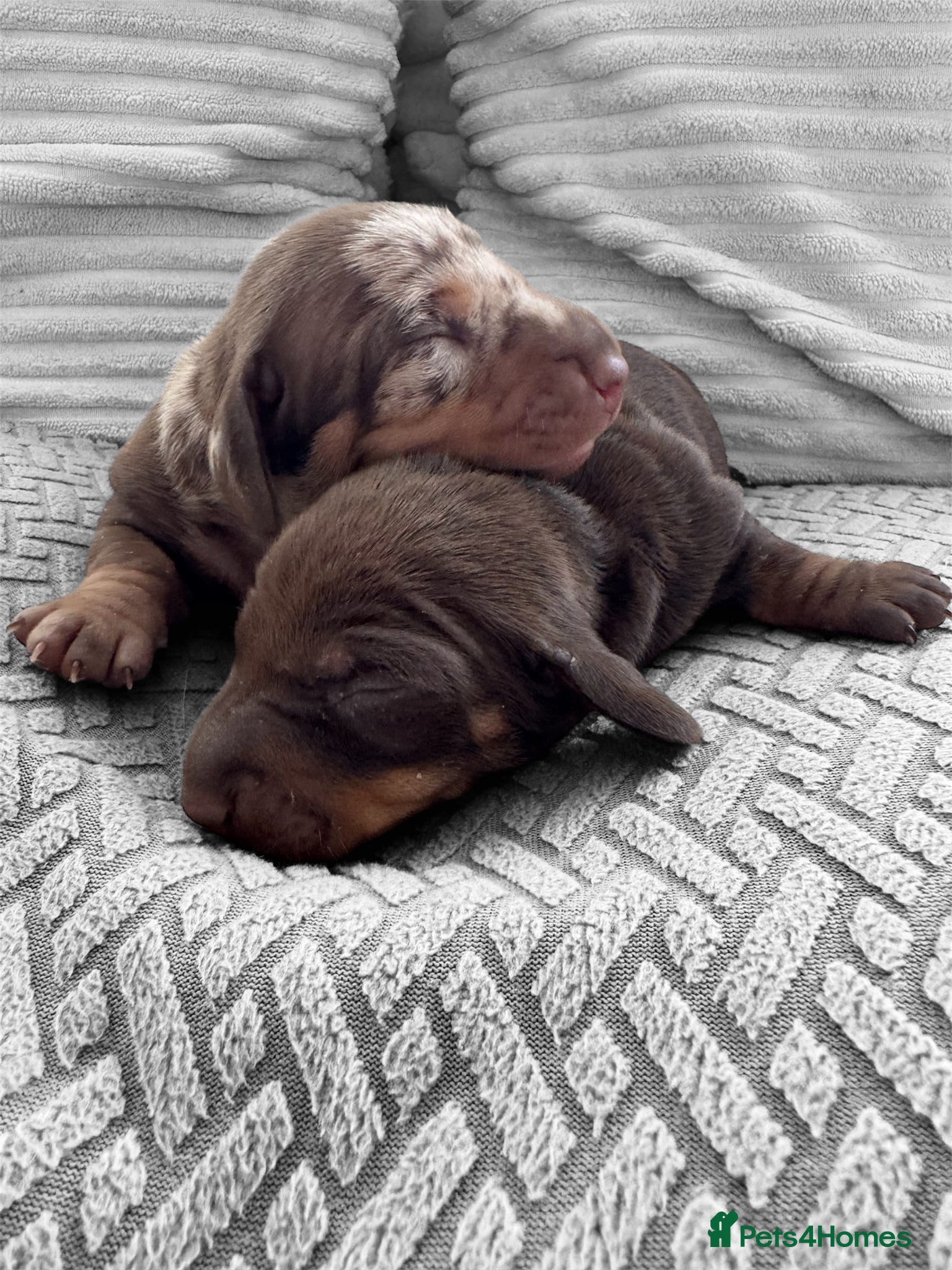 Miniature Dachshund dogs Stunning top quality mini dachshunds 2x girls - Advert 1