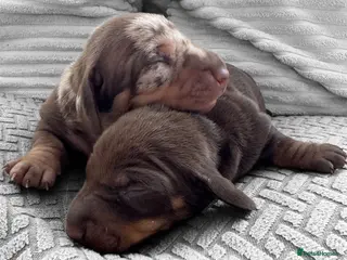 Miniature Dachshund dogs Stunning top quality mini dachshunds 2x girls - Advert 1