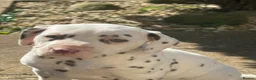 Dalmatian dogs for sale: Gorgeous Dalmatian Puppies - Advert 9
