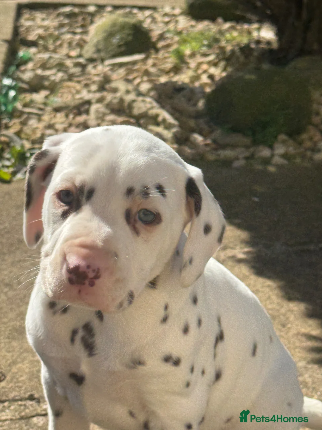 Dalmatian dogs for sale: Gorgeous Dalmatian Puppies - Advert 9
