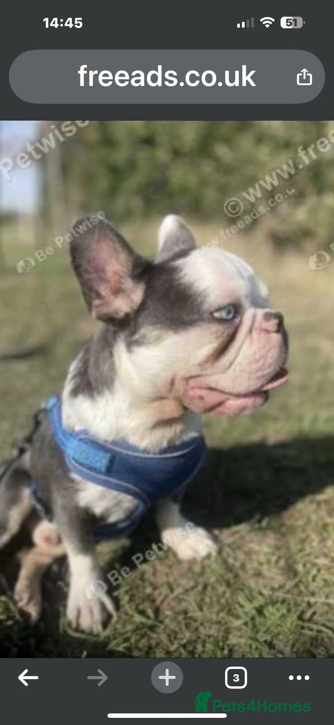 French Bulldog dogs for sale: RARE MINI FRENCH BULLDOG BLUE EYES  - Advert 7
