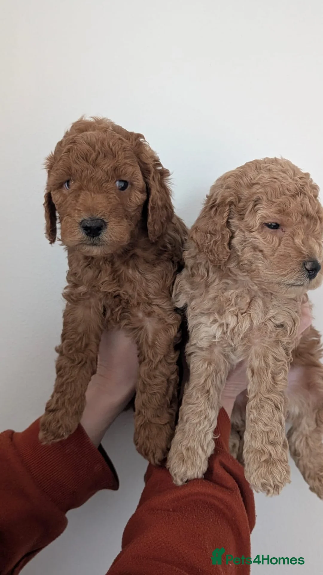 Miniature Poodle dogs for sale: Health Tested Miniature Poodles - 6 weeks old - Advert 5