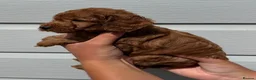 Cockapoo dogs for sale: Cockapoo puppies F1 (licensed breeder) - Advert 21