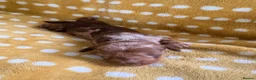 Miniature Dachshund dogs for sale: 1 Beautiful Miniature Dachshund Puppy left! 🩷 - Advert 29