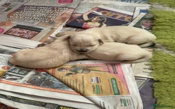 Golden Retriever dogs for sale: Golden Retriever pups - Image 11