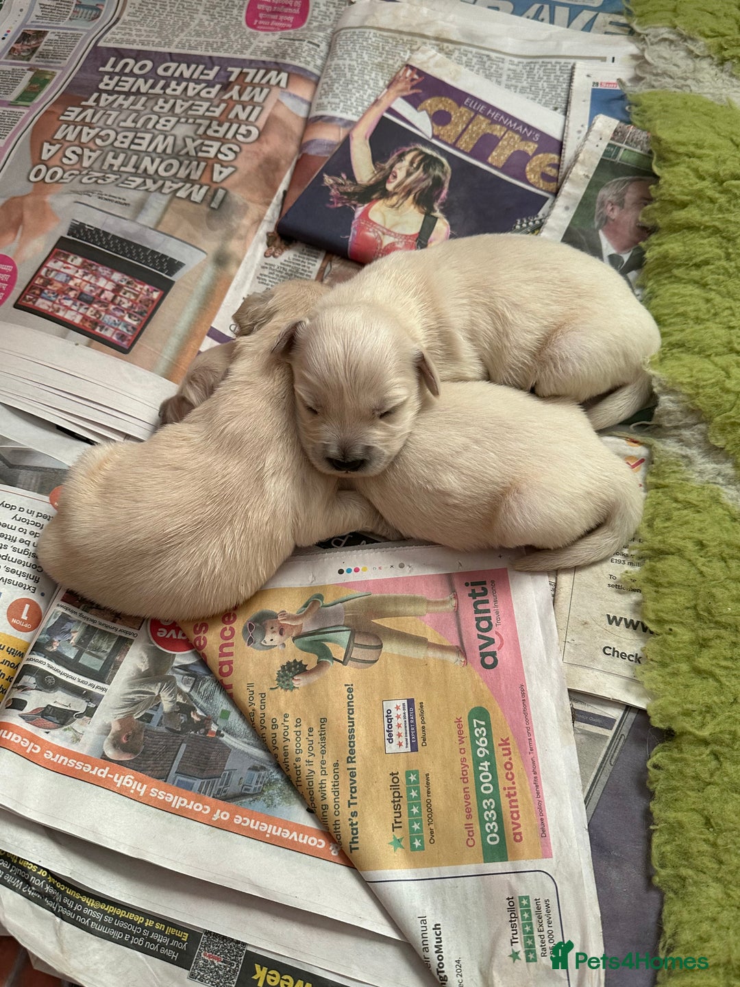 Golden Retriever dogs for sale: Golden Retriever pups - Image 11