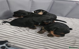 Yorkshire Terrier dogs for sale: Adorable Yorkie Puppies Ready for Loving Homes - Image 17