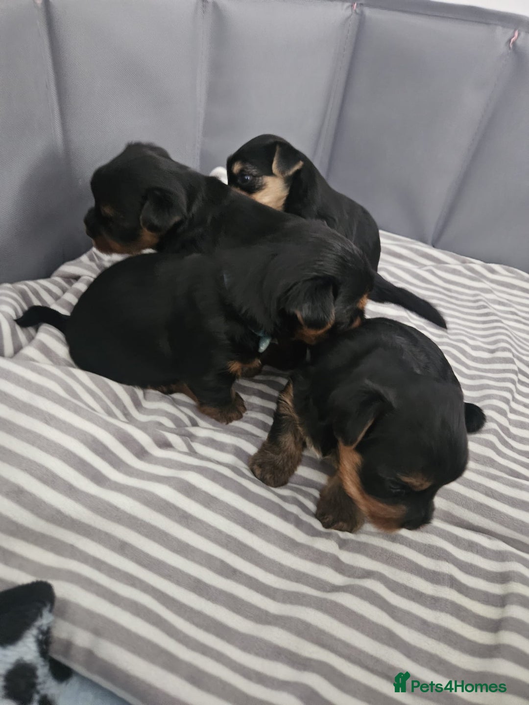Yorkshire Terrier dogs for sale: Adorable Yorkie Puppies Ready for Loving Homes - Image 17