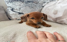 Miniature Dachshund dogs for sale: Miniature red dachshunds - Image 6
