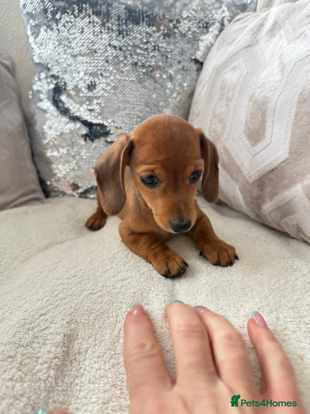 Miniature Dachshund dogs for sale: Miniature red dachshunds - Image 6