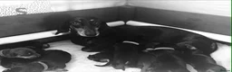 Miniature Dachshund dogs for sale: Beautiful Miniature Daschund Puppies  - Advert 18