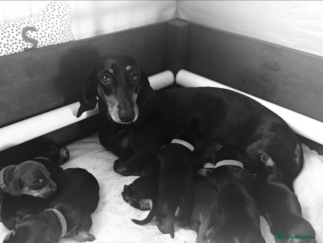 Miniature Dachshund dogs for sale: Beautiful Miniature Daschund Puppies  - Advert 2
