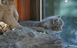 Exotic cats for sale: Exotic cross kittens - Advert 14