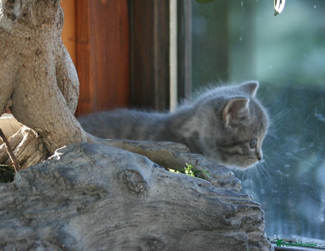 Exotic cats for sale: Exotic cross kittens - Advert 14