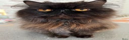 Exotic cats for sale: GCCF Registered Exotic Stud & Persian Female  - Advert 2