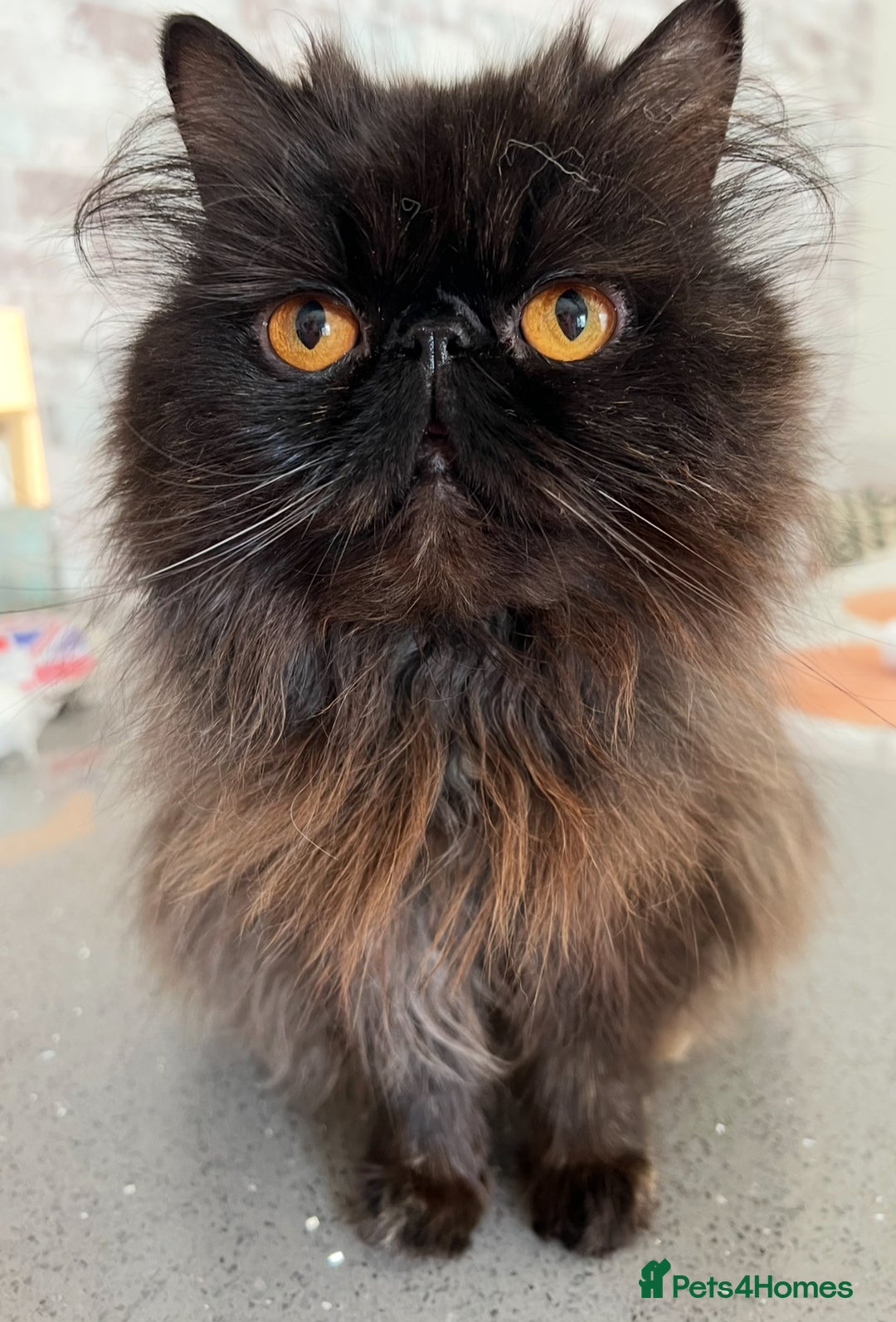 Exotic cats for sale: GCCF Registered Exotic Stud & Persian Female  - Advert 2