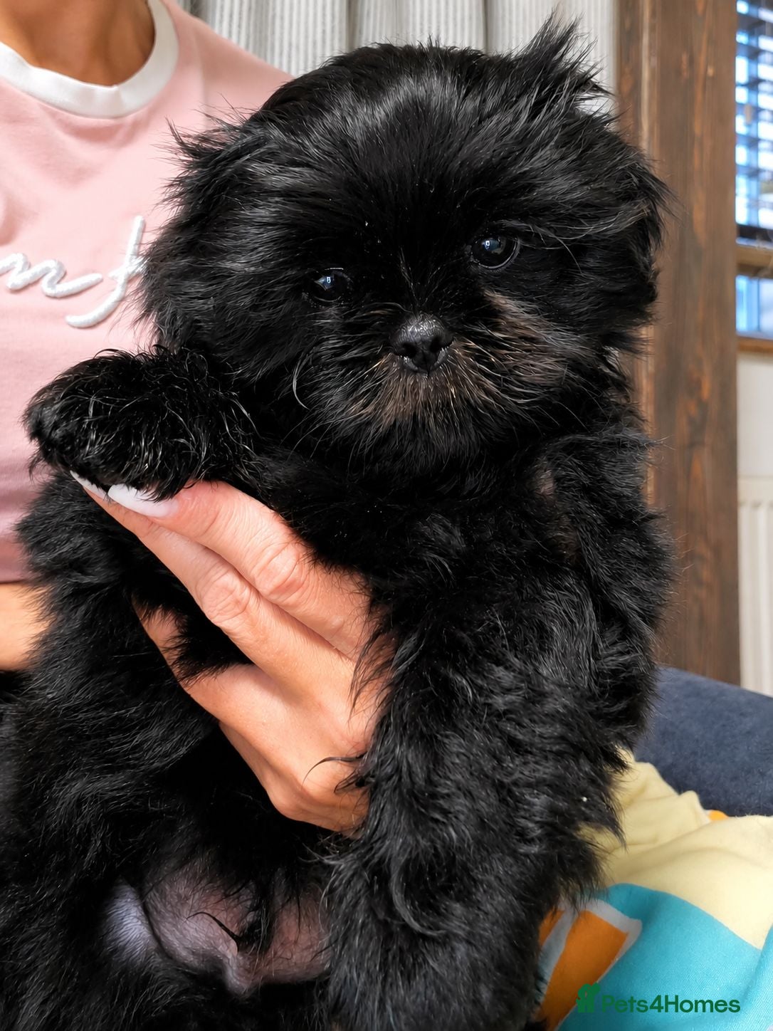 Shih Tzu dogs  Shih Tzu boys ready for new home.  - Advert 6