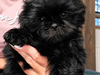 Shih Tzu dogs Shih Tzu boys ready for new home. - Advert 6