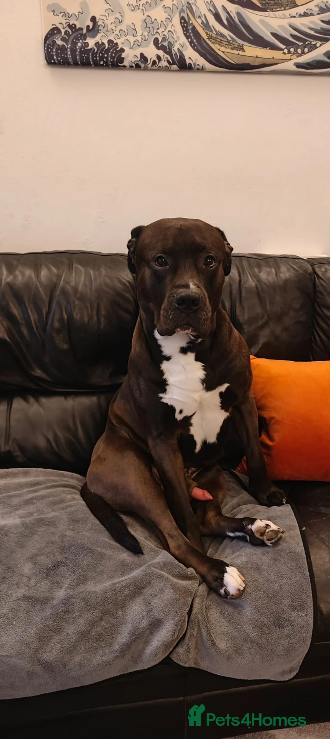 Mixed Breed dogs for stud: Looking for a female dog - Advert 16