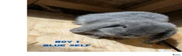 Mini Lop rabbits for sale: Gorgeous Harlequin Mini-Lops in Newport - Advert 11
